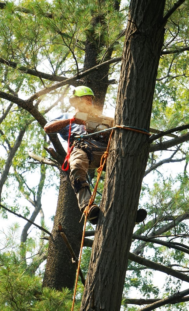 Tree Removal Service In Mankato MN