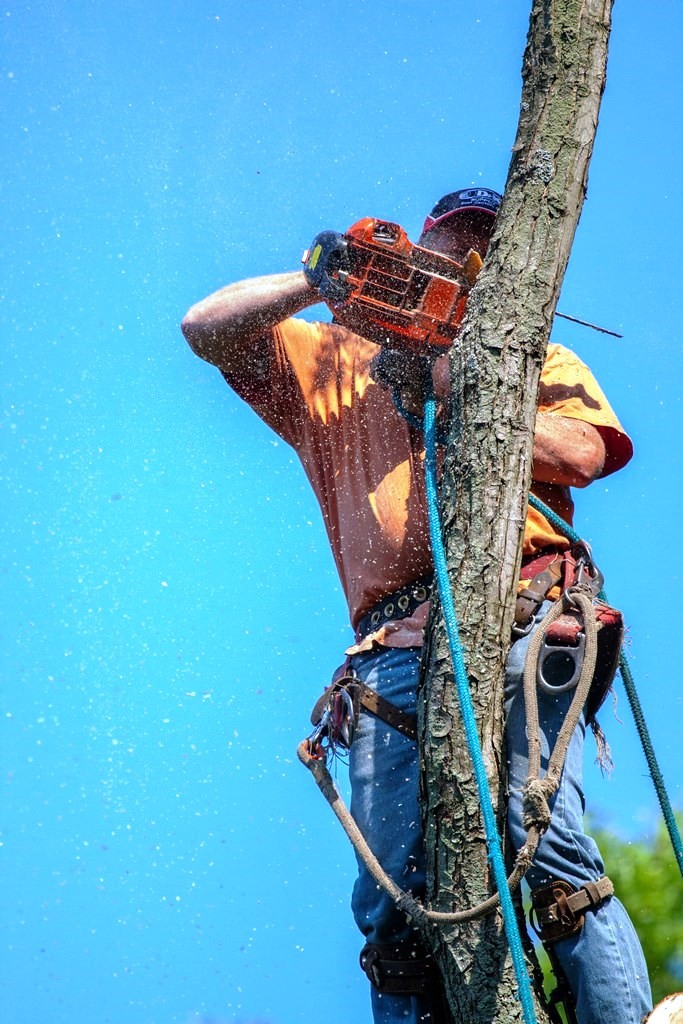 Tree trimming and pruning mankato mn